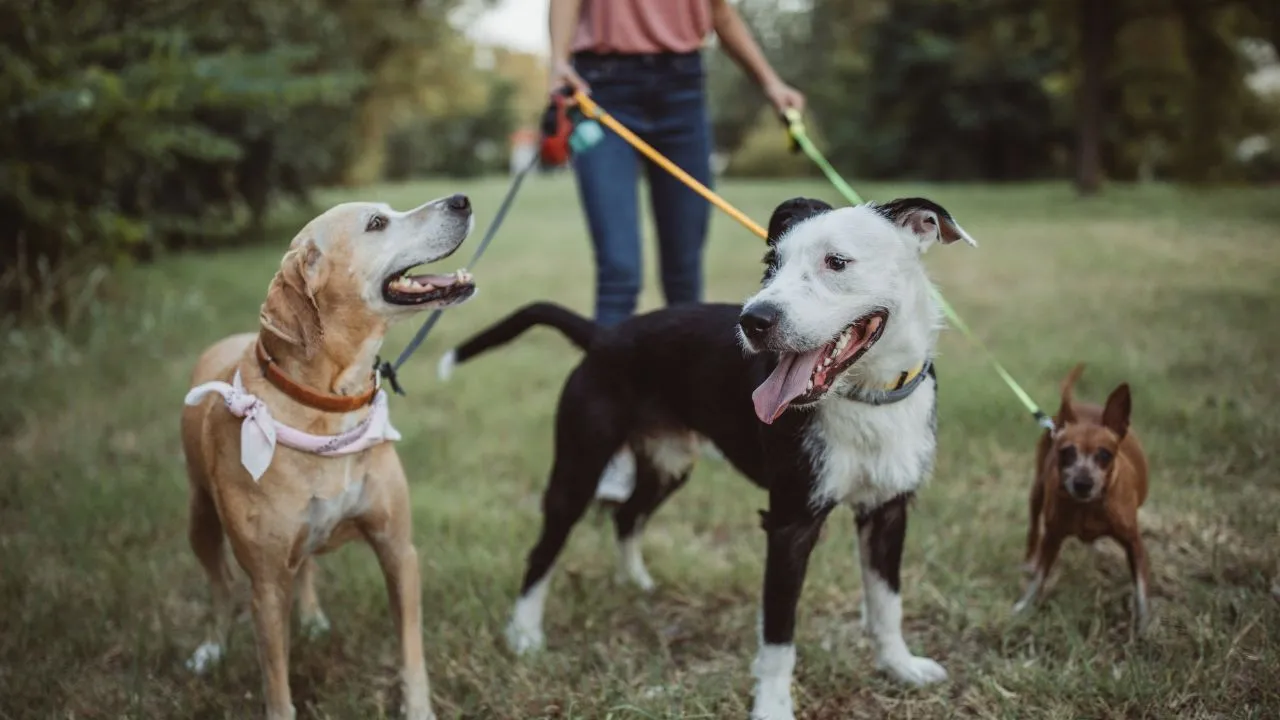 Trabalhar com animais é uma boa opção para os apaixonados por pets e querem fazer disso um novo negócio.